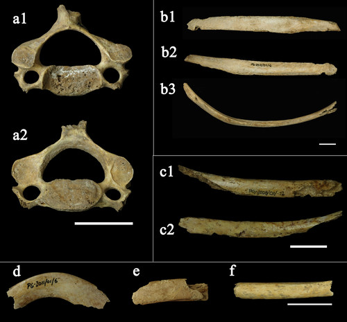 Restos óseos de Homo sapiens recuperados de la Cueva de la Zarzamora (Segovia). FOTO: Nohemi Sala/UCM-ISCIII.