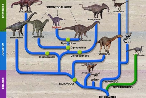 Relaciones de parentesco de los dinosaurios, incluyendo Leinkupal. Ilustración: Carlos Papolio.