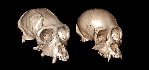 Tomografía computarizada de los cráneos de 'Caipora bambuiorum' y 'Cartelles coimbrafilhoi'/André Menezes Strauss