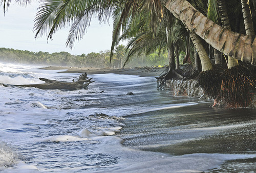 En el Caribe, el Parque Nacional Cahuita y el Refugio Nacional de Vida Silvestre Gandoca-Manzanillo son algunos de los sitios más afectados por la erosión costera/Laura Rodríguez Rodríguez.
