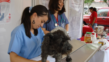 Una investigadora examina a un perro (FOTO: UNA).