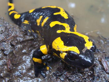 Salamandra común (Fotografía: Fernando Gómez/CHELONIA)