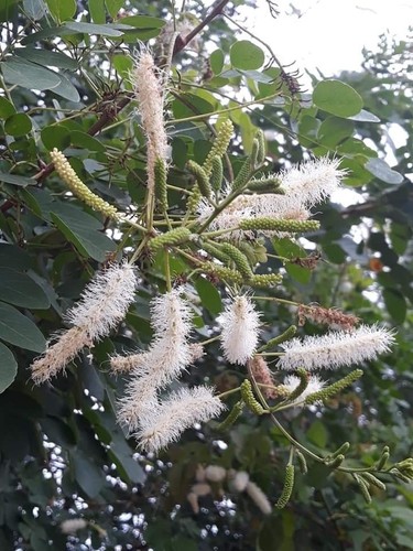 Mimosa caesalpiniifolia/Marcelo José Dias Silva