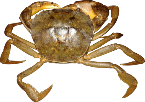 Cangrejo. 'Valdivia serrata. Decapoda', Trichodactylidae, cangrejo macho de río, encontrado en el municipio de Leticia en la región amazónica colombiana/Carolina Lenis.  