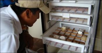Las primero cinco tortuguitas han eclosionado de manera exitosa con este nuevo sistema de incubación (FOTO: DPNG).