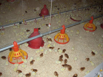 Los pollitos son introducidos en el ambiente de granja con un día de vida (Foto: Ibertec)