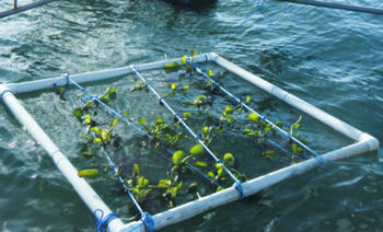 Prototipo para cultivo de lirio acuático desarrollado por investigadores de la Universidad de Costa Rica (FOTO: UCR).