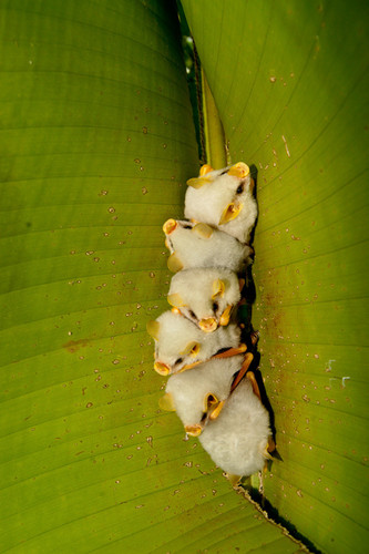 Algunas especies de murciélagos construyen sus casas o refugios modificando hojas de plantas. Es el caso de los Ectophylla alba (foto: Pablo Camacho).