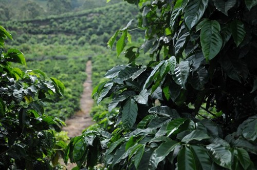 Investigadores de la UCR llevan a cabo dos casos de estudio con productores de café en la zona de Los Santos. FOTO: UCR.