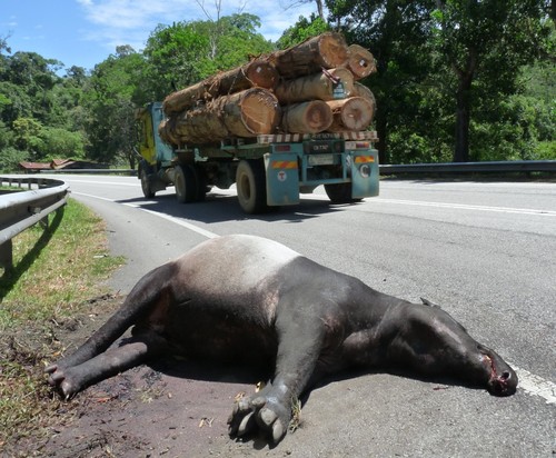 Tapir atropellado en una carretera en Malasia/ WWF-Malasia / Lau Ching Fong