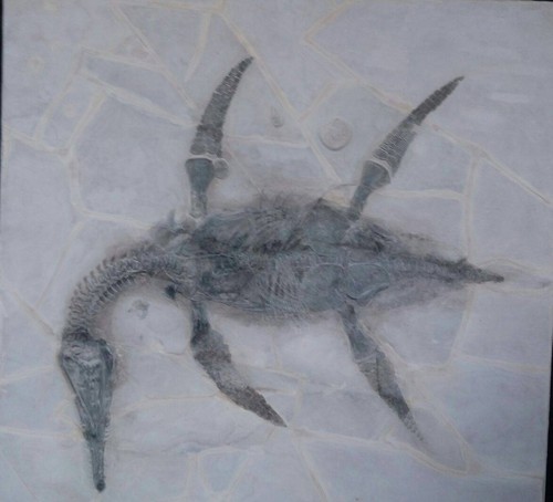 Mauriciosaurus fernandezi, plesiosaurio descubierto en Vallecillo, Nuevo León, en 2011.