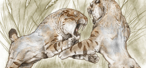 Ilustración de una batalla entre dos smilodon realizada del paleontólogo y paleoartista Sebastián Rozadilla del MACN. 
