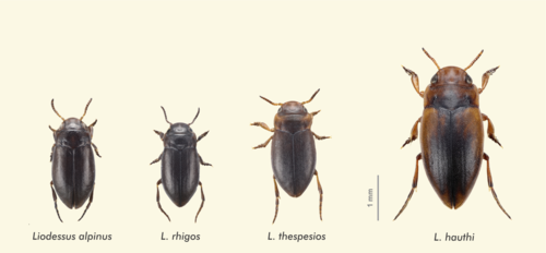 Biólogos del Museo de Historia Natural describieron cuatro especies de escarabajos del género Liodessus.