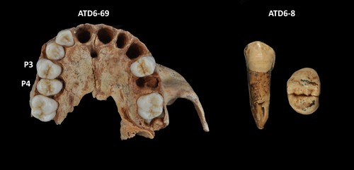 Tres de los siete premolares pertenecientes a Homo antecessor./Laura Martín-Francés.