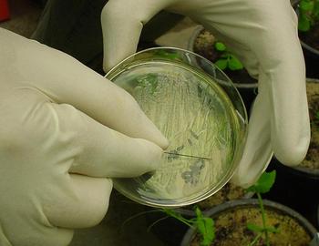 Un investigador coge una bacteria para introducirla en la planta (FOTO: ITACYL). 