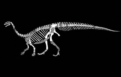 Un estudio reciente muestra el descubrimiento de una nueva especie de dinosaurio sauropodomorfo llamado Sefapanosaurus zastronensis. Imagen: gentileza investigadores.