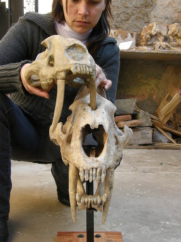 Viviana Buide, del Museo Municipal de Ciencias Naturales de Mercedes, mostrando la perforación en uno de los cráneos.