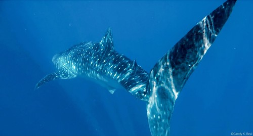 Tiburón ballena (Rhincodon typus).
