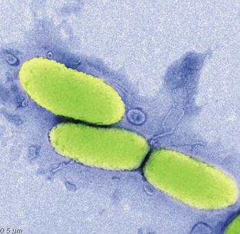 Imagen de una bacteria.