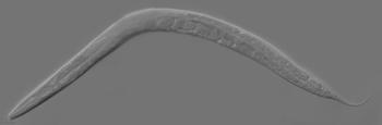 'Caenorhabditis elegans' adulto.
