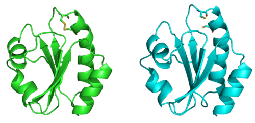 Tiorredoxina oxidada (izquierda) y reducida (derecha). En amarillo, átomos de azufre claves para transmitir la información. Imagen: M. Balsera.