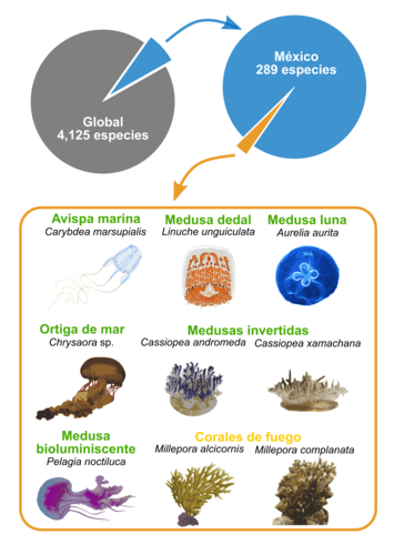 Medusozoos de aguas mexicanas cuya extracción de compuestos tiene potencial para la creación de medicamentos.