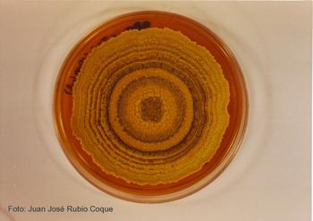 Hongo 'Trichoderma longibrachiatum' creciendo en una placa de Petri.