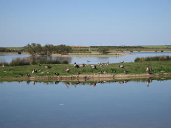 Lagunas de Villafáfila (FOTO: Rodelar, Wikimedia Commons).