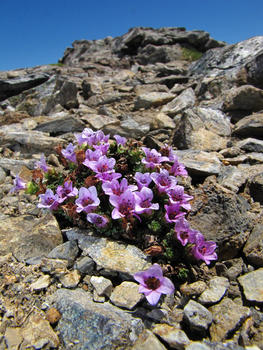 Saxifraga oppositifolia, una de las plantas que alcanza mayor altitud en el Pirineo. Foto: José Luis Benito-CSIC.