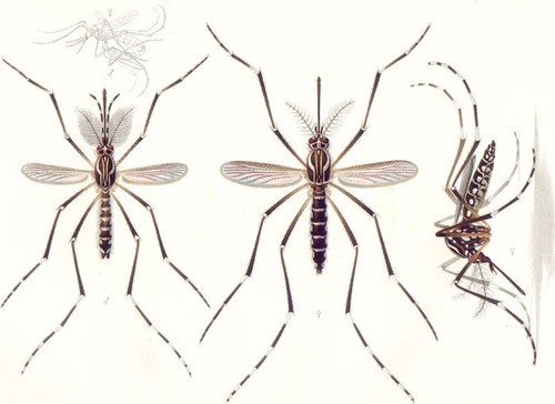 Mosquitos del género Aedes. FOTO: Wikipedia