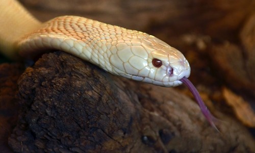 Cobra monocelada albina (Naja kaouthia)/UTD