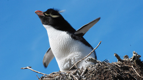 Pingüino penacho amarillo/Foto: Frugone et al. 2018/Conicet