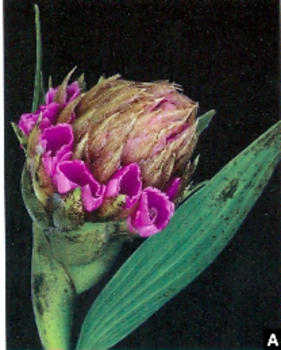 Elleanthus carinatus, una nueva especie de orquídea identificada en Costa Rica (FOTO: UCR)