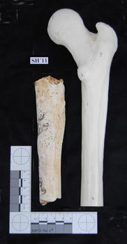 Fragmento de fémur hallado (FOTO: Equipo de investigación de Atapuerca/EIA)