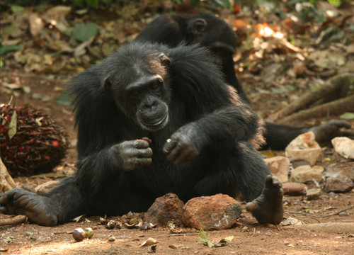 Chimpancé salvaje. FOTO: CENIEH