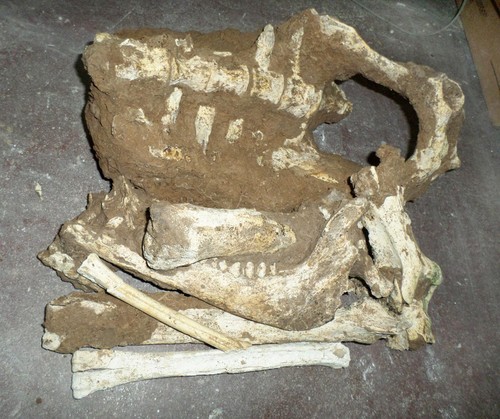 Fósiles del camélido gigante hallado en Miramar.