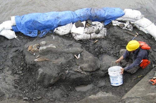 Los científicos rodearon de bolsas de arena el hallazgo para poder excavarlo rápidamente/Florida Museum photo by Aaron Wood