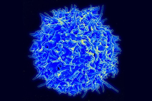 Micrografía electrónica de barrido de una célula T inmune/NIAID