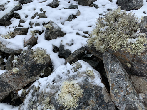 Rocas de áreas deglaciadas en la Antártida, colonizadas por líquenes y que pueden contener una gran diversidad de microorganismos / Asunción de los Ríos.