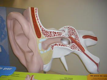 Maqueta que muestra las partes de un oído.