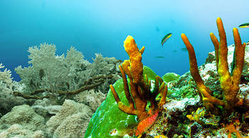 Expertos pronostican la completa desaparición de los arrecifes coralinos dentro de un siglo debido al calentamiento de los océanos, la contaminación y la pesca excesiva (FOTO: STRI).
