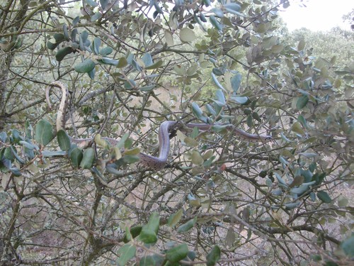 Serpiente en las ramas de un árbol. Foto: Marcial Lorenzo.