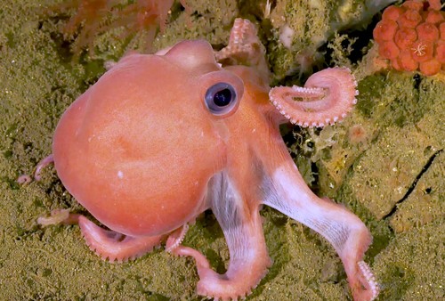 Fauna marina en el mar profundo/UCR
