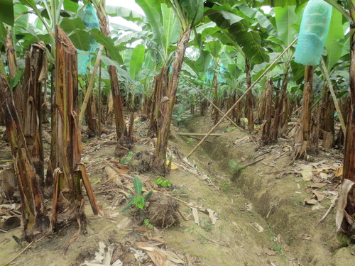 Plantación de bananos. FOTO: ITAGRA.