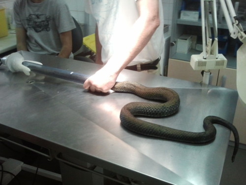 Colocación del dispositivo en las serpientes. Foto: Marcial Lorenzo.