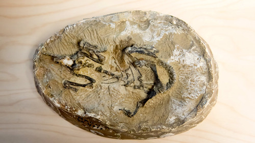 Foto del esqueleto del Mussaurus patagonicus bebé, de aproximadamente un Crédito: @ESRF/C.Argoud