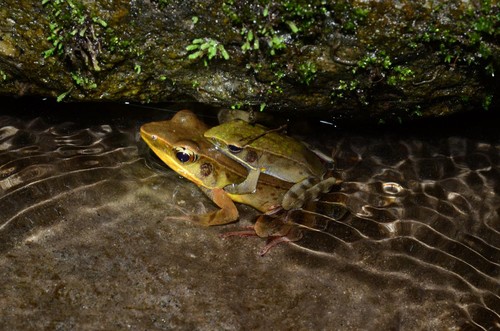 Ranas Warszewitsch en su hábitat natural en El Valle de Antón, Panamá/Dr. Robert Puschendorf