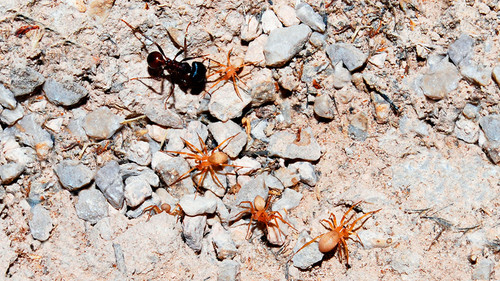 Arañas de la especie 'Myrmecicultor chihuahuensis'/MACN y David Lightfoot, University of New Mexico.