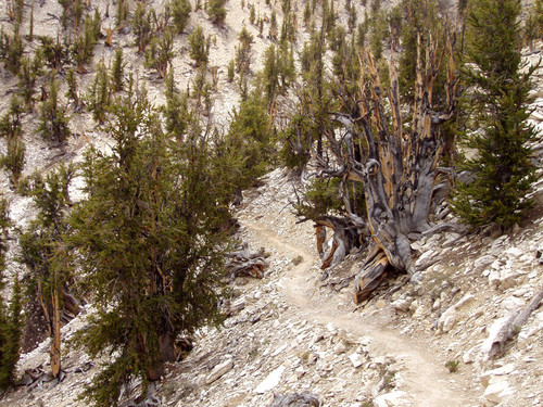 Huerto de Matusalén del Ancient Bristlecone Pine Forest, en White Mountains, Inyo County, California/Oke / CC BY-SA (http://creativecommons.org/licenses/by-sa/3.0/)