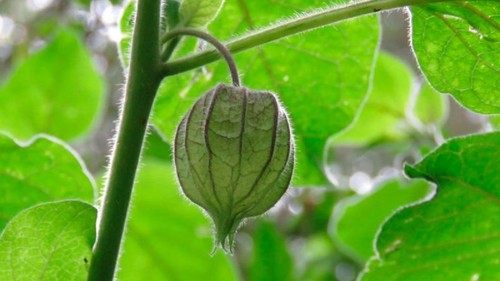 'Physalis nicandroides'/UNAM